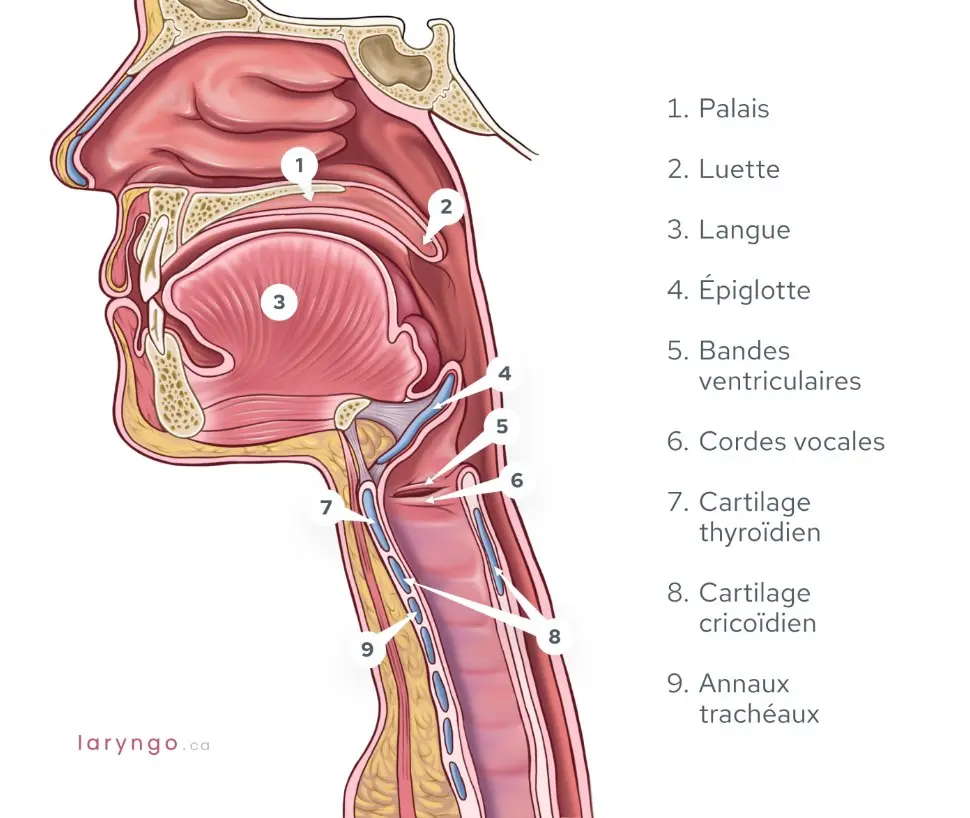 Anatomie détaillée de la gorge montrant le pharynx, le larynx et les amygdales